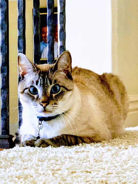 '