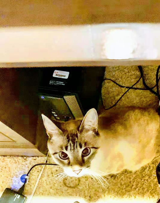 '