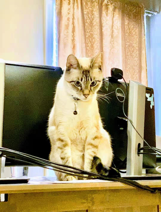 '