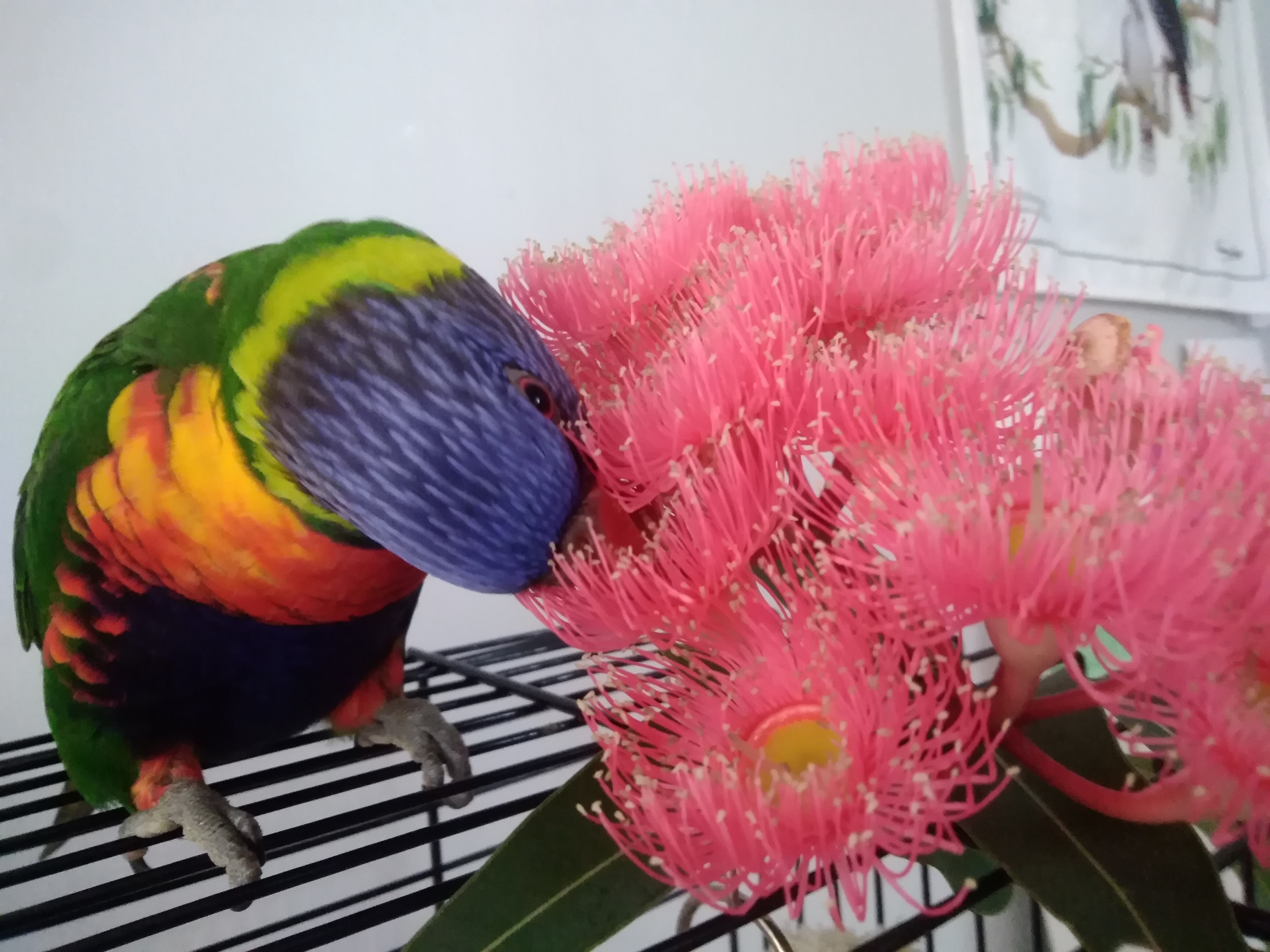 路易与花