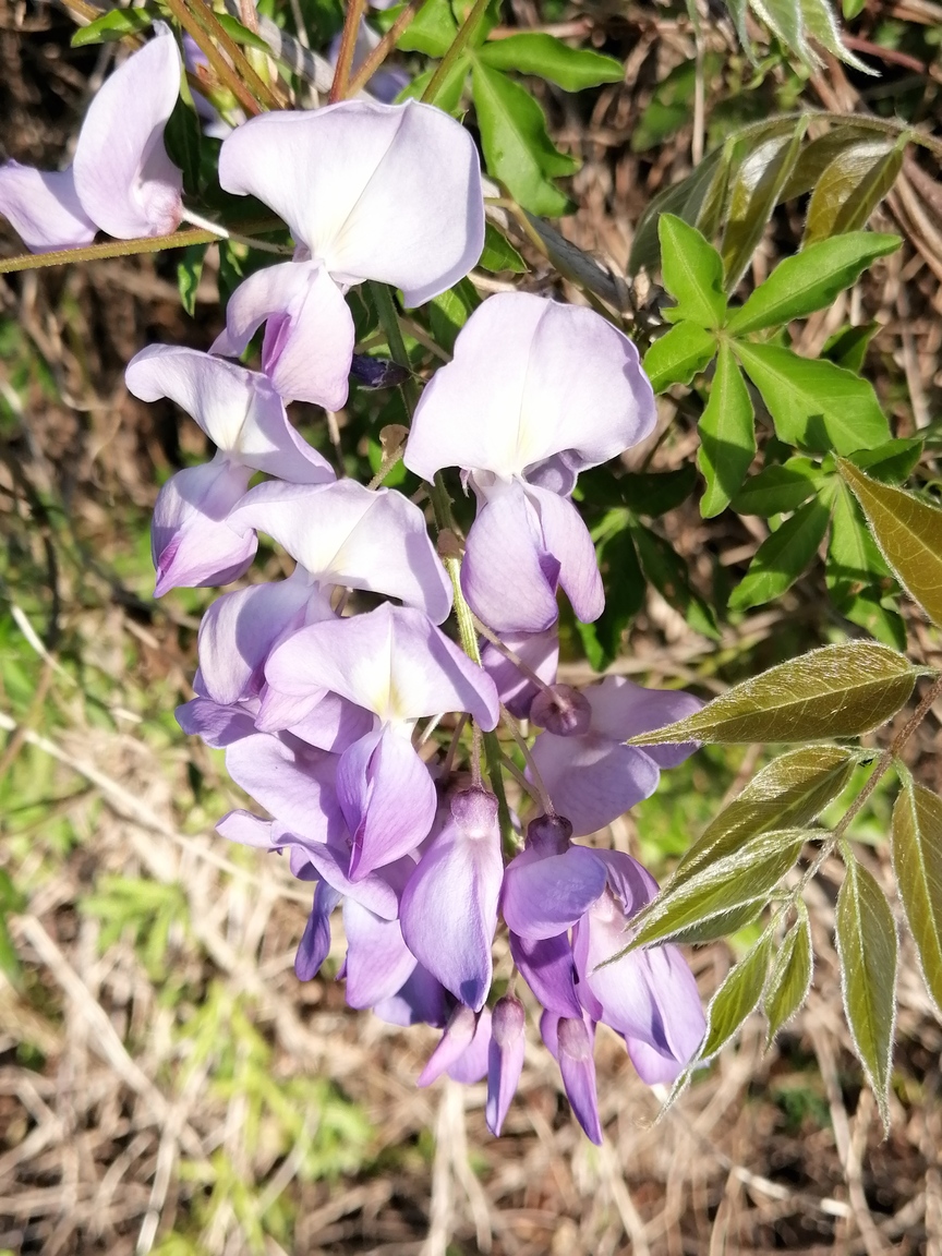 紫藤花